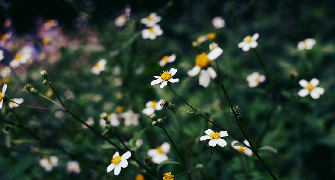 single-origin vs wildflower honey