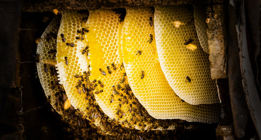 how bees make honey inside the hive