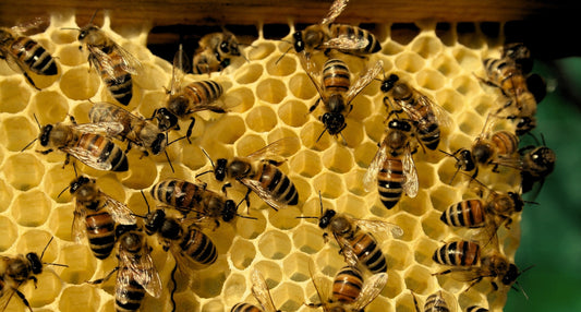 raw honey filtration process showing strained honey