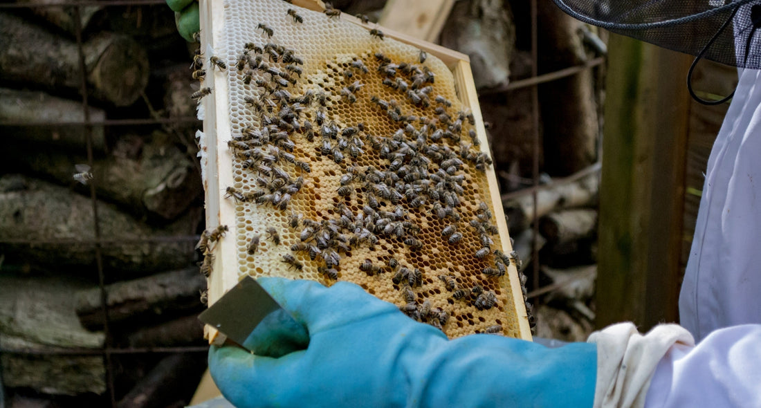 honey harvest seasons showing seasonal color variation
